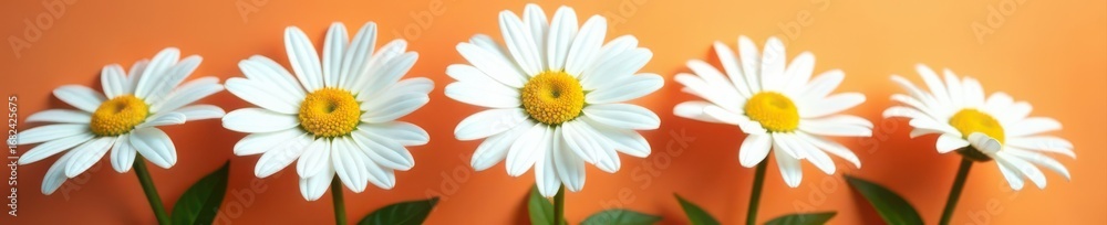 Fototapeta premium Five large Shasta daisy heads, vibrant white petals, green stems against vivid background , backdrop, spring