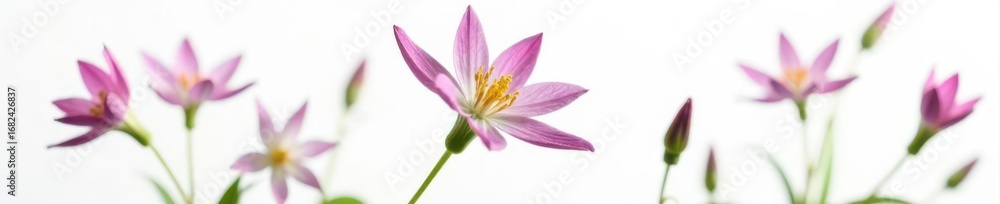 Fototapeta premium Single European columbine, Aquilegia vulgaris, showcasing intricate spurred petals against pure white backdrop , garden, photography
