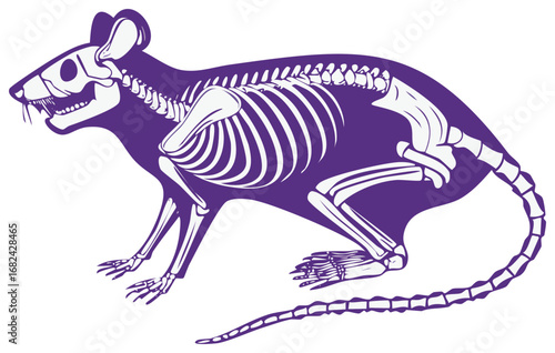 Purple silhouette of a rat showing its internal skeletal structure detailed anatomy scientific illustration