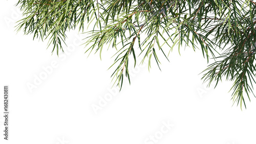 Foreground eucalyptus tree Isolated on transparent backgrounds. high quality 3d rendering. png format
