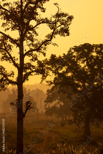Photography A Goldenhour photo of rhesus macaque (Macaca mulatta) from  Kanha Tiger Reserve
