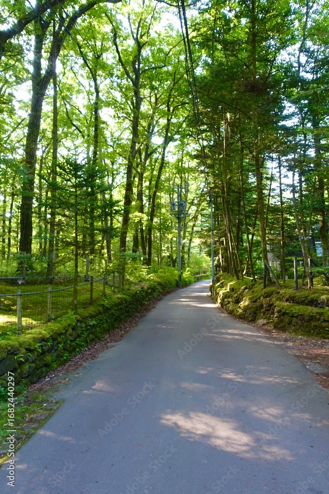 Naklejka premium 森の中の小径 軽井沢 水車の道付近