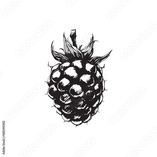 Blackberry Vector (1).eps