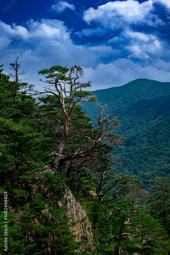 Obraz premium 설악산 소나무