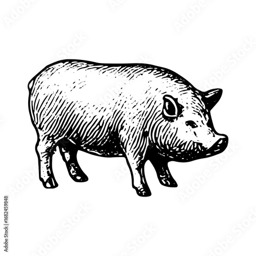Vintage Engraving of Pig Farm Animal, Detailed Livestock Drawing