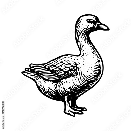 Vintage Engraving of Duck Farm Animal, Detailed Poultry Drawing