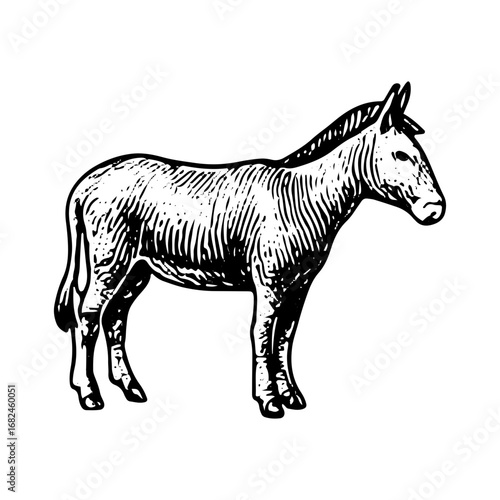 Vintage Engraving of Donkey Farm Animal, Detailed Livestock Drawing