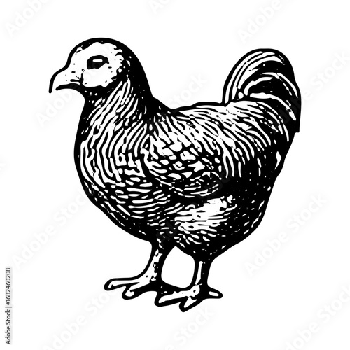Vintage Engraving of Hen Farm Animal, Detailed Poultry Drawing