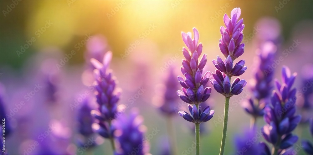 Obraz premium Close-up of fragrant lavender blossoms, bathed in soft sunlight, evoking serenity and peace Perfect for meditation, aromatherapy, and spiritual wellness imagery , essential oil, sunlight, scent