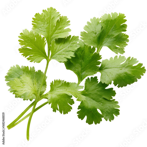 coriander leaves on transparent png background