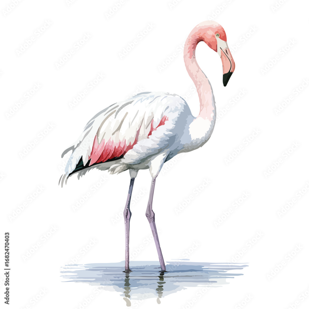 Obraz premium Elegant Flamingo Standing in Shallow Water with Reflected Ripples
