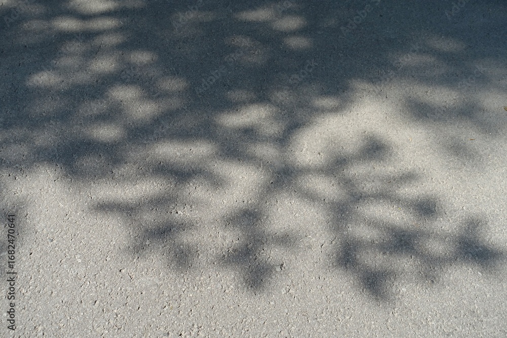 Obraz premium 地面に映える木の葉の影 美しい木漏れ日