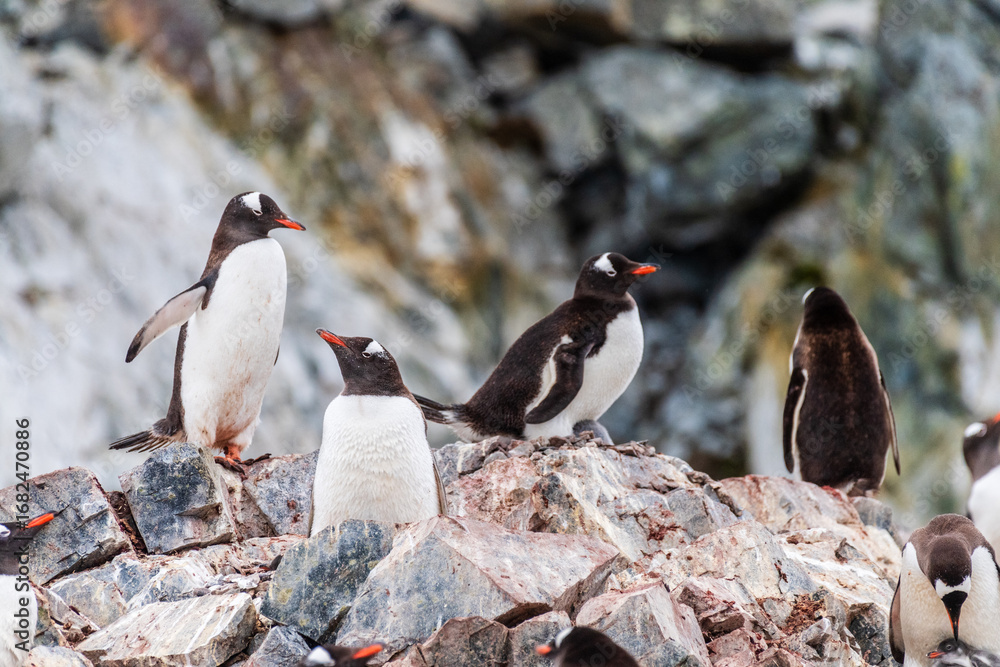 Fototapeta premium Close-up of a Gentoo Penguin -Pygoscelis papua- sitting on its nest at Cuverville Island, on the Antarctic Peninsula