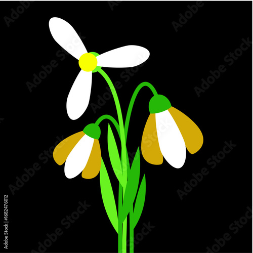 snowdrop flower on black background