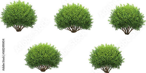 Set of green leafy shrubs with visible stems, natural garden bushes, cartoon style, perfect for landscaping, nature, environment, outdoor design