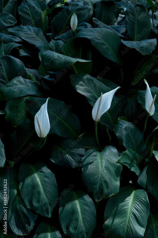 Fototapeta premium Abstract green leaf texture, nature background, tropical rainy season leaves.