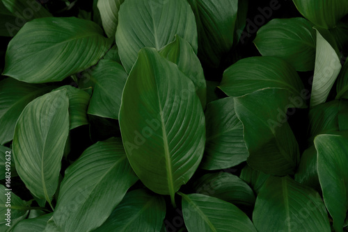 Abstract green leaf texture, nature background, tropical rainy season leaves.