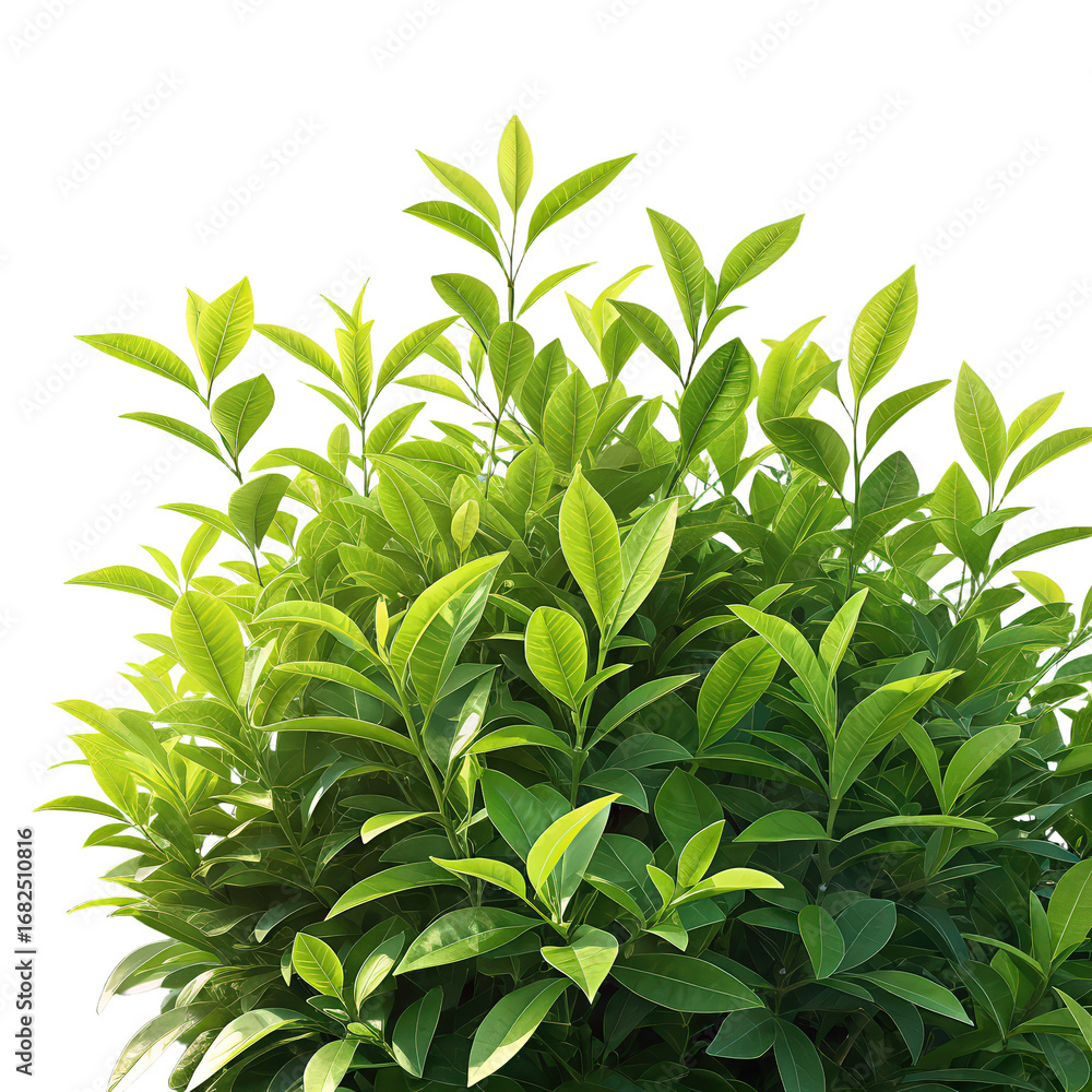 Obraz premium Green bush on transparent background PNG image close-up lush greenery foliage isolated plant nature png botanical illustration green leaves garden decorative shrub png clear background
