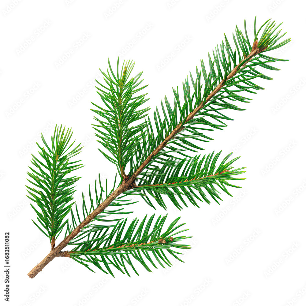 Naklejka premium Green Christmas pine twig isolated on white or transparent background png evergreen branch png holiday decoration png festive greenery png seasonal ornament png winter celebration png transparent