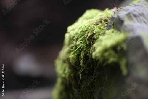 Close-up of vibrant green moss clinging to a dark rock