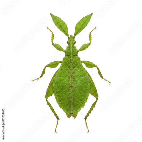 Ultra-realistic UHD macro photo of a vibrant green adult leaf insect (Phylliidae) with detailed venation, on a transparent studio background, concept of biological mimicry and natural camouflage