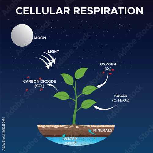 Cellular Respiration Stages with Educational Diagram