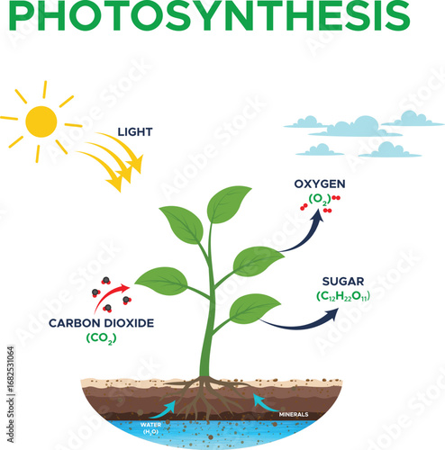 Photosynthesis Process of Plants Explained with Sunlight Carbon Dioxide and Water