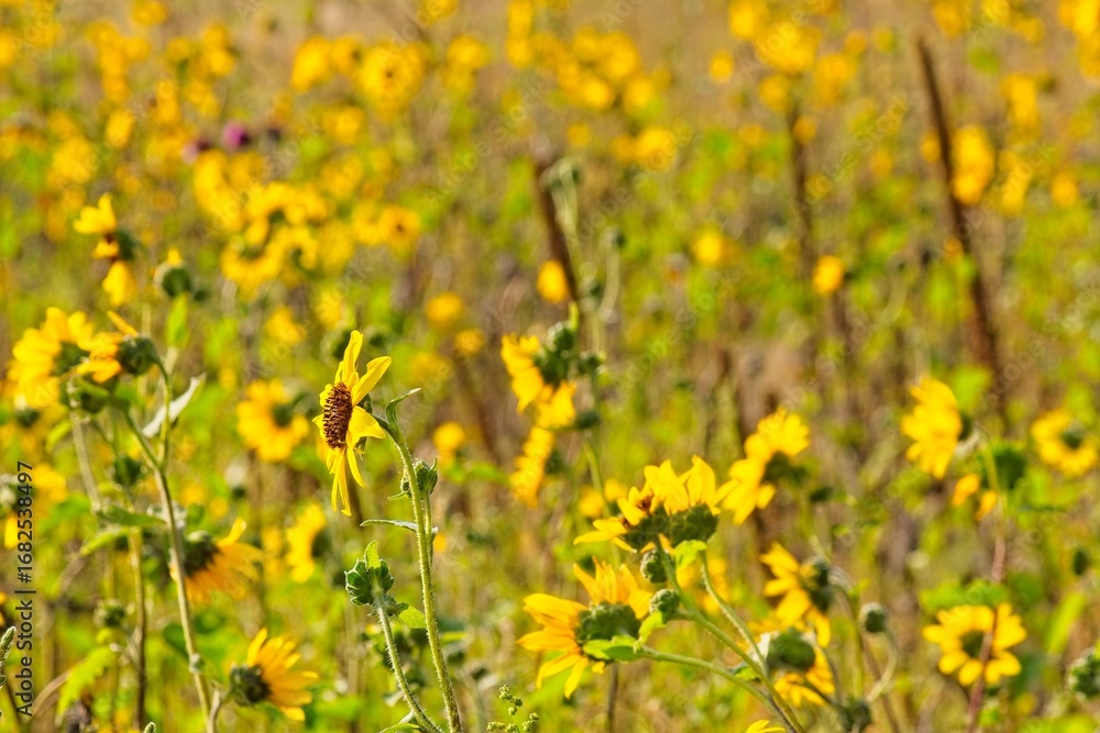 Fototapeta premium Superbloom of Common Sunflower, Helianthus annuus, in a field in Flagstaff, Arizona.