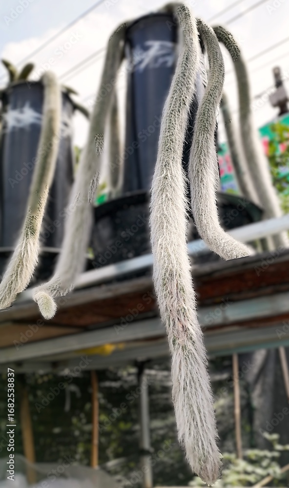 Obraz premium Striking