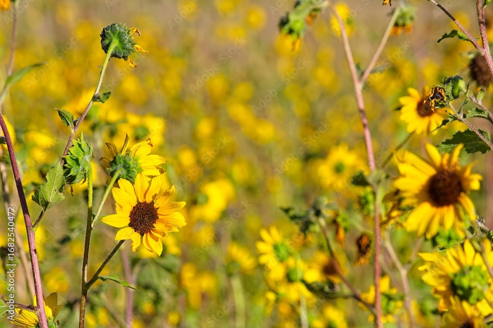 Fototapeta premium Superbloom of Common Sunflower, Helianthus annuus, in a field in Flagstaff, Arizona.