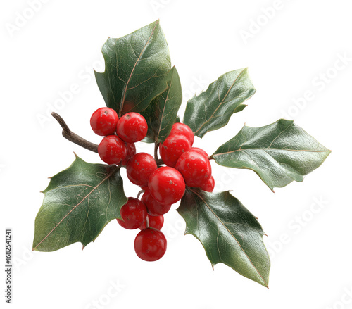 Close-up of holly branch with vibrant red berries and dark green leaves