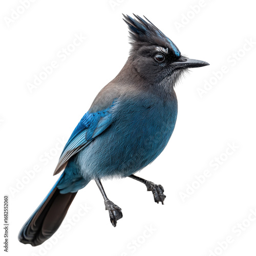 Steller's Jay Bird Profile View Stunning Blue Feathers Black Background Wildlife Photography, isolated on a transparent background