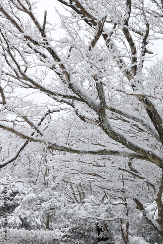 Wallpaper Mural jeju hallasan winter Torontodigital.ca