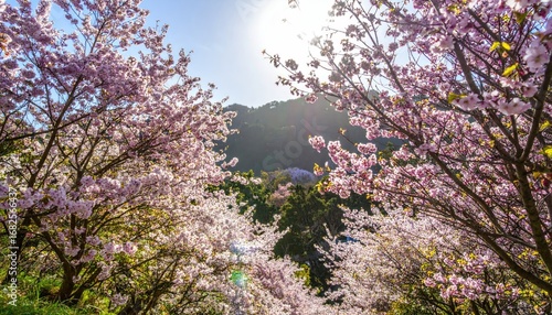 Wallpaper Mural Spring blossoms frame a mountain view in a blurry, soft-focus image. The sun shines brightly through the pink-and-white flowering trees Torontodigital.ca