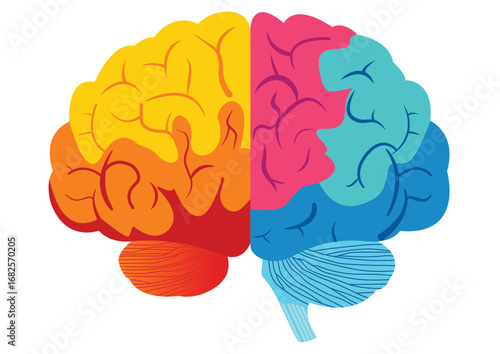Illustration of a human brain on a white background. Vector illustration