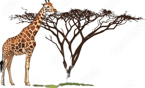 african giraffe serenely grazes acacia tree, savanna sunset, wildlife beauty, isolated on transparent background