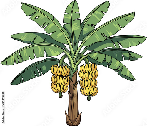 banana tree illustration abundant harvest, tropical delight, lush green foliage, isolated on transparent background