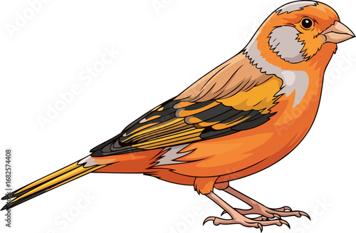 vibrant orange canary a captivating songbird portrait, detailed illustration, isolated on transparent background