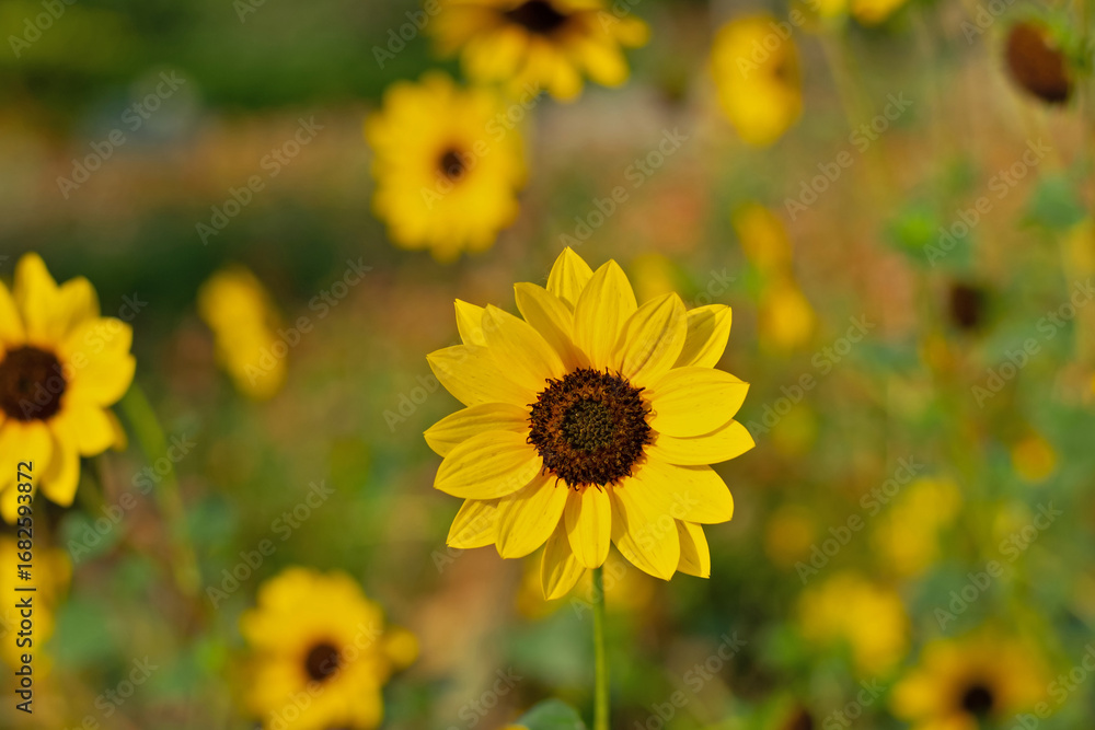 Fototapeta premium yellow flowers in the garden