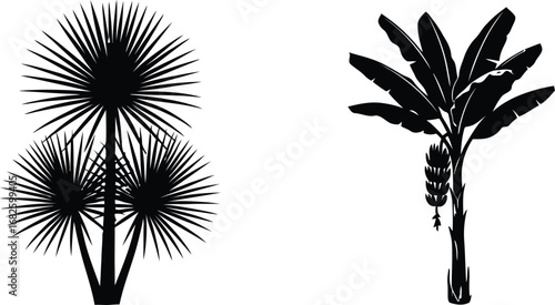 Vector silhouette tropical trees palm tree banana tree illustration