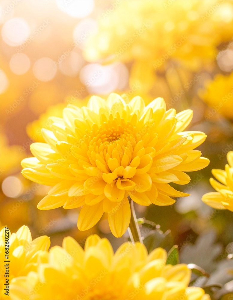 Fototapeta premium 黄色の菊の花をクローズアップで撮影した写真です。 浅い被写界深度で花を際立たせ、背景は柔らかい秋のボケで包まれています。