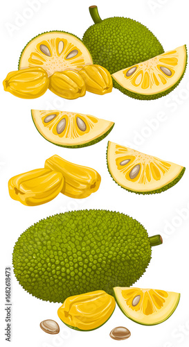 Illustration of whole and sliced jackfruit, showcasing the green outer skin, yellow segments, and seeds.