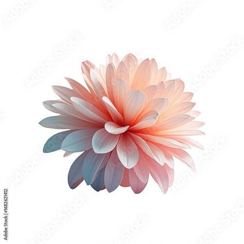 Delicate, vibrant flower head in soft peach and white tones, captured against a deep black backdrop.