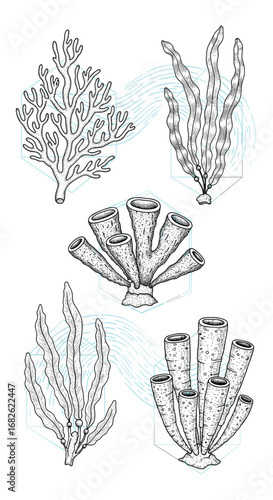 Illustrations of various forms of marine plants and sea anemones in a simple black and white sketch style