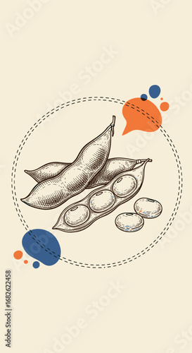 Harvested edamame pods and beans illustration featuring a circular border and decorative bubbles