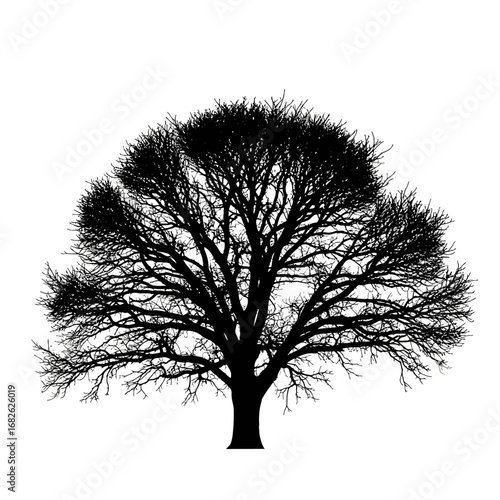 A silhouette of a large, mature deciduous tree with intricate branches against a white background.