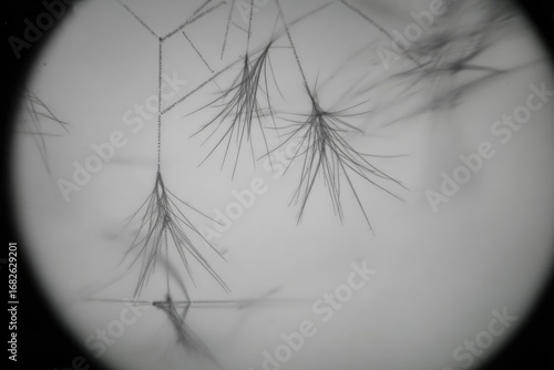 Close-up grayscale image of delicate, feathery plant structures