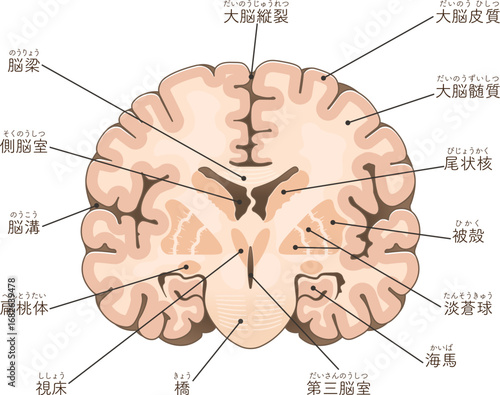 大脳の前頭断面 Cross section of the frontal cerebrum,illustration