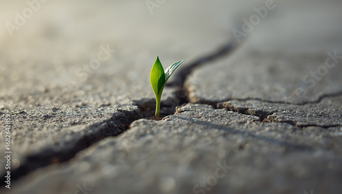 A close-up image of a single green sprout emerging from cracked concrete, symbolizing resilience, hope, and renewal. Soft natural light highlights the fresh leaves against the rough cement surface 