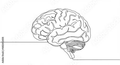 Brain Outline